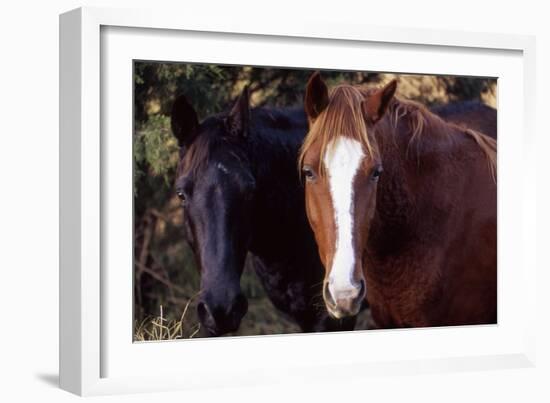 Two horses looking into camera-Gayle Harper-Framed Photographic Print