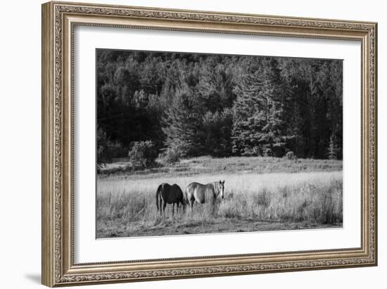 Two Horses-Brenda Petrella Photography LLC-Framed Giclee Print