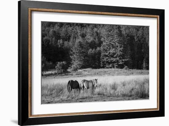 Two Horses-Brenda Petrella Photography LLC-Framed Giclee Print