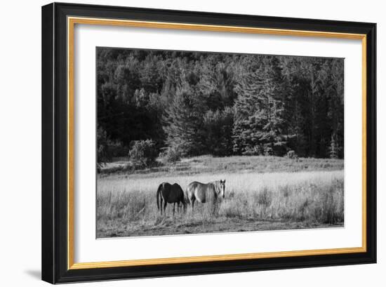 Two Horses-Brenda Petrella Photography LLC-Framed Giclee Print