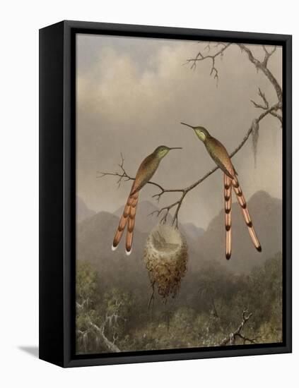 Two Hummingbirds with Their Young, c.1865-Martin Johnson Heade-Framed Premier Image Canvas