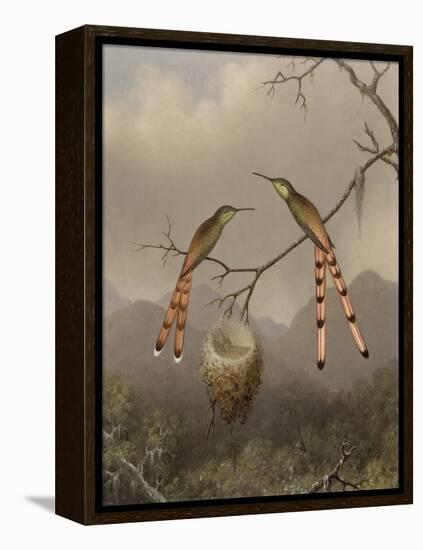 Two Hummingbirds with Their Young, c.1865-Martin Johnson Heade-Framed Premier Image Canvas