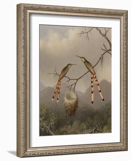 Two Hummingbirds with Their Young, c.1865-Martin Johnson Heade-Framed Giclee Print