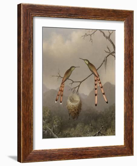 Two Hummingbirds with Their Young, c.1865-Martin Johnson Heade-Framed Giclee Print