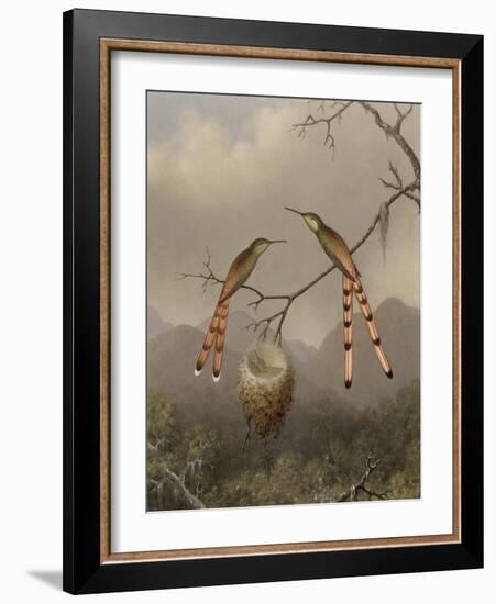Two Hummingbirds with Their Young, c.1865-Martin Johnson Heade-Framed Giclee Print