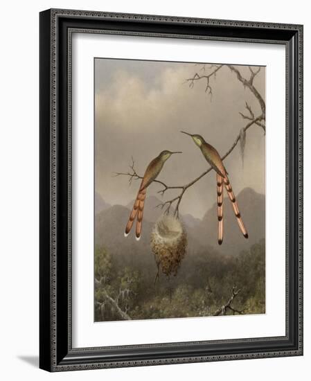 Two Hummingbirds with Their Young, c.1865-Martin Johnson Heade-Framed Giclee Print