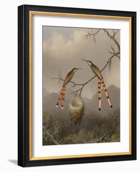 Two Hummingbirds with Their Young, c.1865-Martin Johnson Heade-Framed Giclee Print