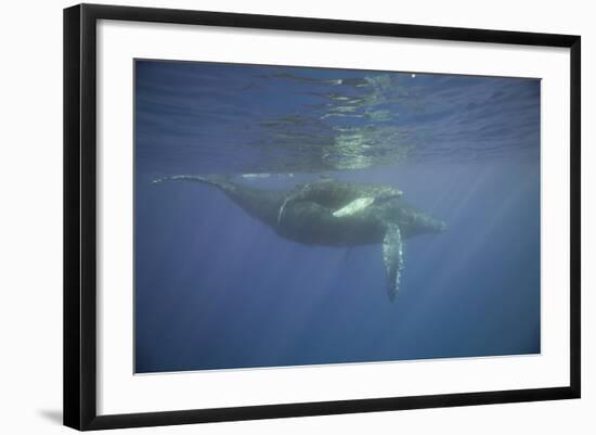 Two Humpback Whales-DLILLC-Framed Photographic Print