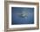 Two Humpback Whales-DLILLC-Framed Photographic Print