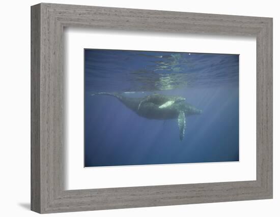 Two Humpback Whales-DLILLC-Framed Photographic Print