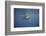 Two Humpback Whales-DLILLC-Framed Photographic Print