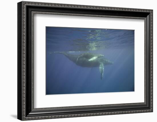 Two Humpback Whales-DLILLC-Framed Photographic Print