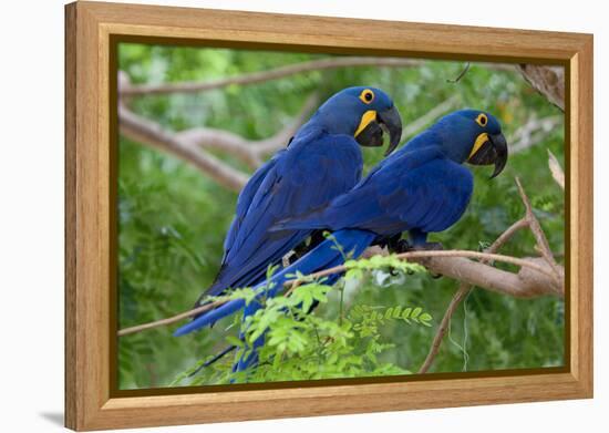 Two Hyacinth Macaws-Howard Ruby-Framed Premier Image Canvas