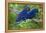 Two Hyacinth Macaws-Howard Ruby-Framed Premier Image Canvas