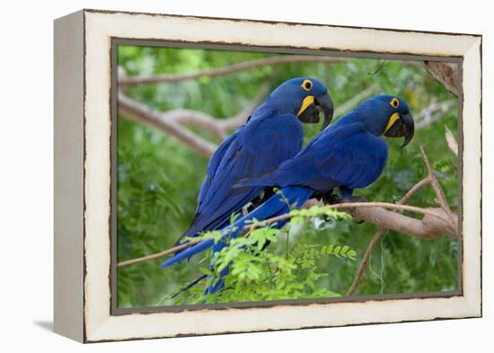 Two Hyacinth Macaws-Howard Ruby-Framed Premier Image Canvas