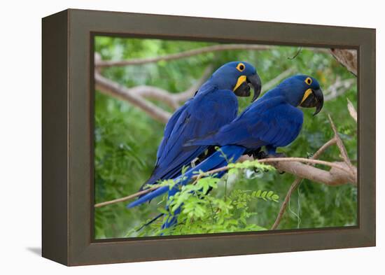 Two Hyacinth Macaws-Howard Ruby-Framed Premier Image Canvas