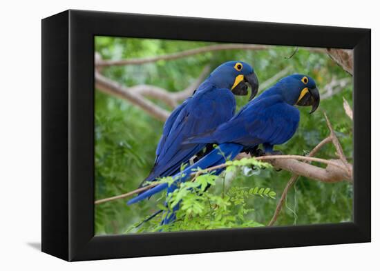 Two Hyacinth Macaws-Howard Ruby-Framed Premier Image Canvas