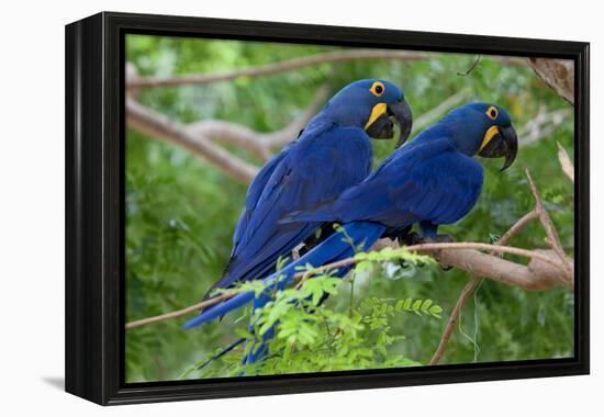 Two Hyacinth Macaws-Howard Ruby-Framed Premier Image Canvas