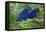 Two Hyacinth Macaws-Howard Ruby-Framed Premier Image Canvas