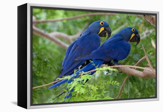 Two Hyacinth Macaws-Howard Ruby-Framed Premier Image Canvas