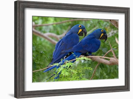 Two Hyacinth Macaws-Howard Ruby-Framed Photographic Print