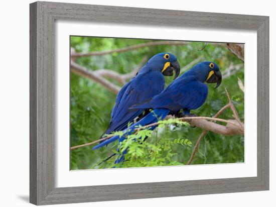 Two Hyacinth Macaws-Howard Ruby-Framed Photographic Print