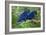 Two Hyacinth Macaws-Howard Ruby-Framed Photographic Print