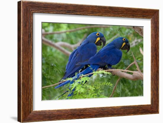 Two Hyacinth Macaws-Howard Ruby-Framed Photographic Print