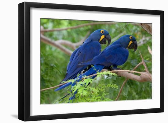 Two Hyacinth Macaws-Howard Ruby-Framed Photographic Print