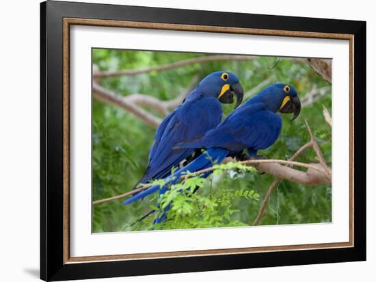 Two Hyacinth Macaws-Howard Ruby-Framed Photographic Print