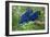 Two Hyacinth Macaws-Howard Ruby-Framed Photographic Print