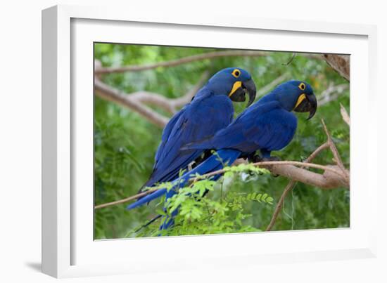 Two Hyacinth Macaws-Howard Ruby-Framed Photographic Print