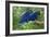 Two Hyacinth Macaws-Howard Ruby-Framed Photographic Print