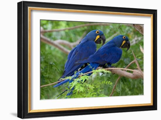 Two Hyacinth Macaws-Howard Ruby-Framed Photographic Print