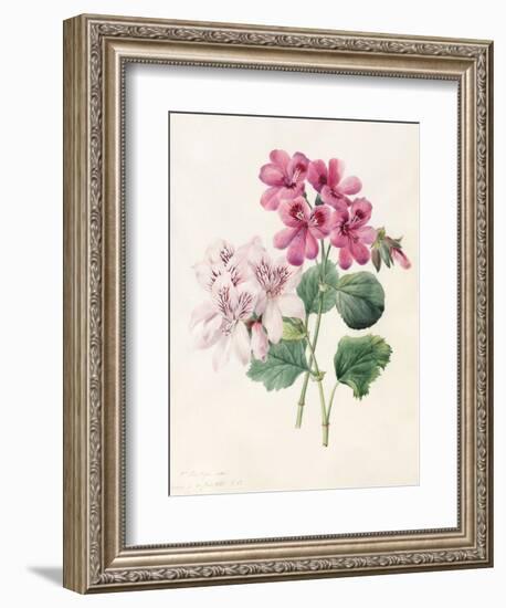 Two Hybrid 'Peliagoniums', 1828-Louise D'Orleans-Framed Giclee Print