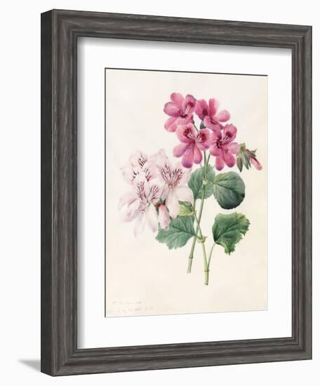 Two Hybrid 'Peliagoniums', 1828-Louise D'Orleans-Framed Giclee Print