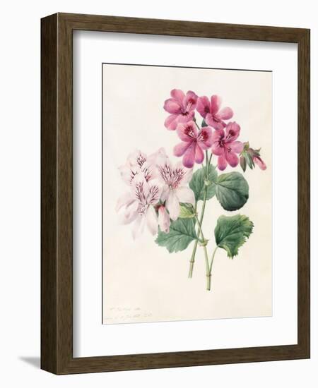 Two Hybrid 'Peliagoniums', 1828-Louise D'Orleans-Framed Giclee Print