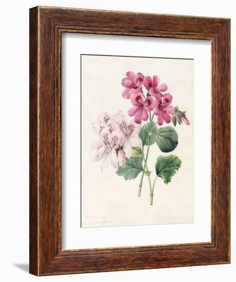 Two Hybrid 'Peliagoniums', 1828-Louise D'Orleans-Framed Giclee Print