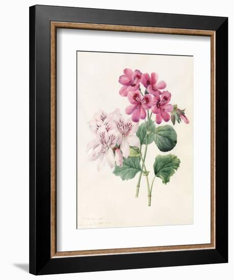 Two Hybrid 'Peliagoniums', 1828-Louise D'Orleans-Framed Giclee Print