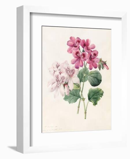 Two Hybrid 'Peliagoniums', 1828-Louise D'Orleans-Framed Giclee Print