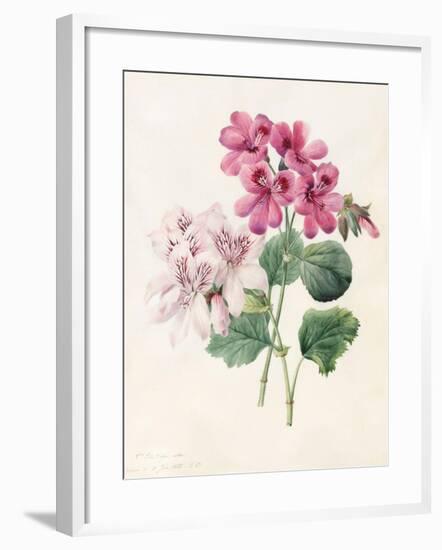 Two Hybrid 'Peliagoniums', 1828-Louise D'Orleans-Framed Giclee Print