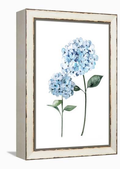 Two Hydrangeas-Enya Todd-Framed Stretched Canvas