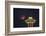 Two Image Composite to Account for Brightness of the Needle-Gary Luhm-Framed Photographic Print