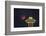 Two Image Composite to Account for Brightness of the Needle-Gary Luhm-Framed Photographic Print