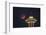 Two Image Composite to Account for Brightness of the Needle-Gary Luhm-Framed Photographic Print