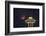 Two Image Composite to Account for Brightness of the Needle-Gary Luhm-Framed Photographic Print