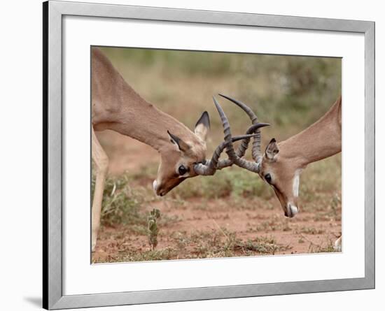 Two Impala (Aepyceros Melampus) Bucks Sparring, Imfolozi Game Reserve, South Africa, Africa-James Hager-Framed Photographic Print