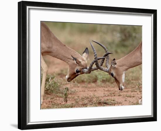 Two Impala (Aepyceros Melampus) Bucks Sparring, Imfolozi Game Reserve, South Africa, Africa-James Hager-Framed Photographic Print