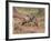 Two Impala (Aepyceros Melampus) Bucks Sparring, Imfolozi Game Reserve, South Africa, Africa-James Hager-Framed Photographic Print