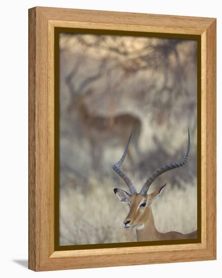 Two Impalas Amid Grass and Trees, Samburu National Reserve, Kenya-Arthur Morris-Framed Premier Image Canvas